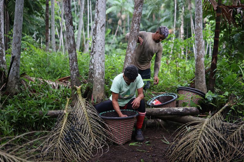 In the Amazon, women lead efforts to grow acai berry production